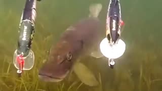 Two Big Pike VS Two Big CrankBaits😱