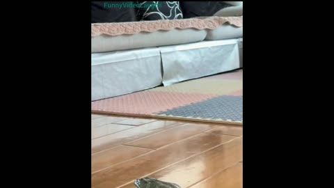 Cat Vs Frog LMAO