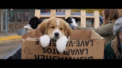 A Dog's Purpose - Official Trailer (HD)