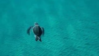 turtle swimming but it looks like it's flying