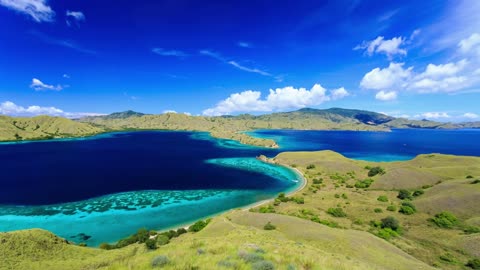 Tense Moments: Komodo Dragon Attacks and Swallows Sea Animals 🐲🐲