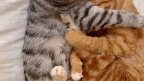 Fanny cat videos | kitty cat video | Cute cat videos | Pet Animal video