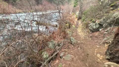 Old Trusty Friend Metolius River – Central Oregon