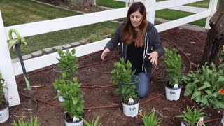 learn to plant flowers| gardening tips