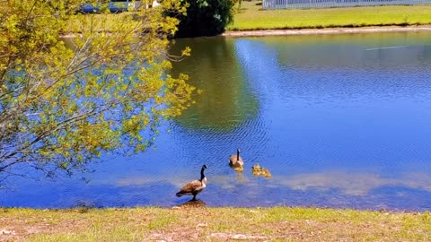 Geese and baby Chick's on the Lake.