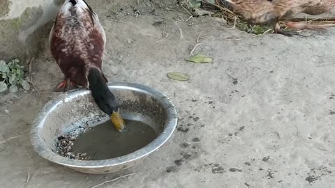 Duck Eating Funny Video | Funny animal video