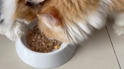 Two Cats Share A Plate