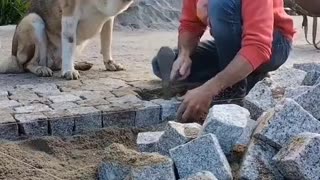 Dog Asks for Attention While Man Works