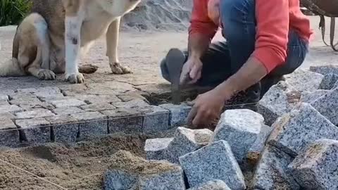 Dog Asks for Attention While Man Works