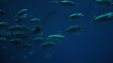 Guardians of the Sea: Protecting Endangered Marine Species