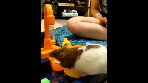 Rats enjoy adorable toy kitchen sink to play in