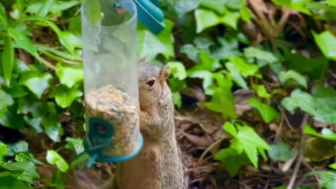 Mischievous Wild Squirrel Tries To Break The Bird Feeder