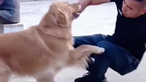 Hilarious Video of Dog Forcing Owner to Clean Up"