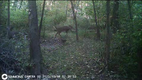Backyard Trail Cam - Twin Bucks