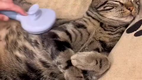 Asmr Cat Spa day