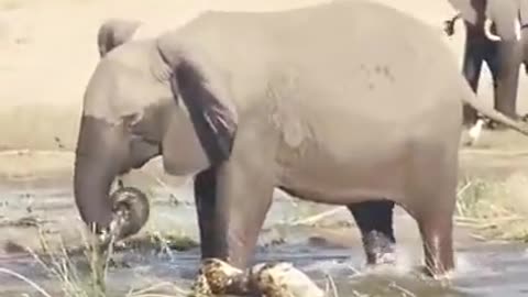 An Elephant Stomps On An Alligator