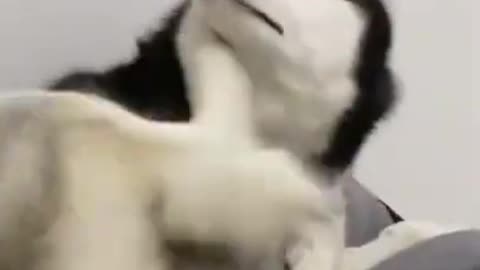 Husky I Can Dance 😃😃😃 Funny Animal Videos 2021 🙈😂