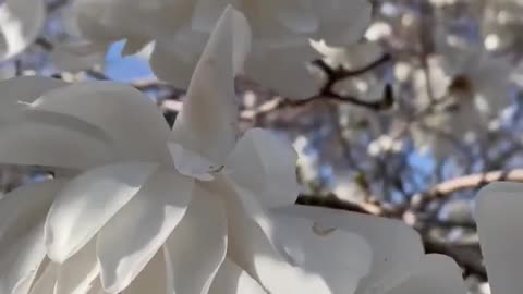 Exotic Spring White Flower Tree2023