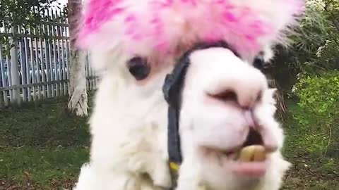 alpaca