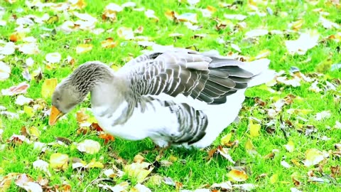 beautiful birds living style / beauty of nature