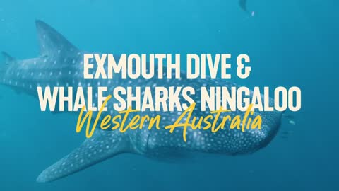 Exmouth Dive & Whalesharks Ningaloo in WA _ It's All Good Down Under _ Come and Say G'day