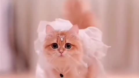 Cute kitten 🐈|Cat videos|Lovely cat moment|Cute cat videos for kids|cute cat videos 2023