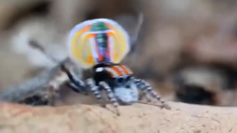 brazilian wandering spider