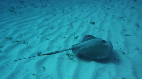 stingray swimming