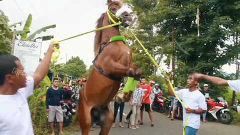 Kuda jinak di desa Gintungan