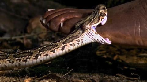 How Dangerous Is a Russell’s Viper Snake!