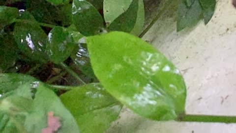 Slow Motion of Water Dripping on a Leaf