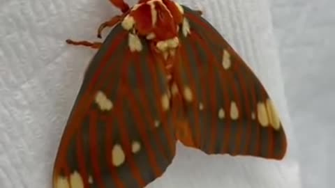 Royal Walnut Moth female