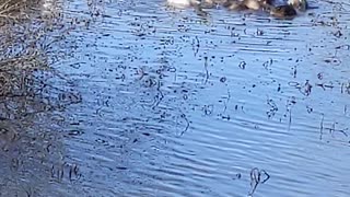 Geese and Ducks in the Lake Catherine