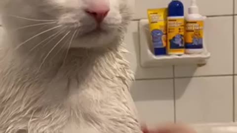 Cat Loves to have a bath with his owner!!!