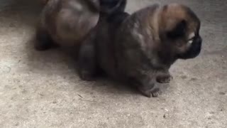 Cachorros extremadamente adorables dan sus primeros pasos