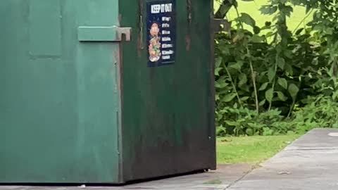 Black Bear Goes Dumpster Diving