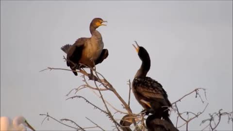 Nature And Wildlife Video – Bird and animal is beautiful