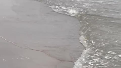 This naughty dog is running fast on the beach trying to catch waves! Such a beautiful video !