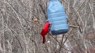 Cardinals @James Gardens Toronto