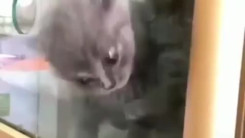 Cute Kitty Escape