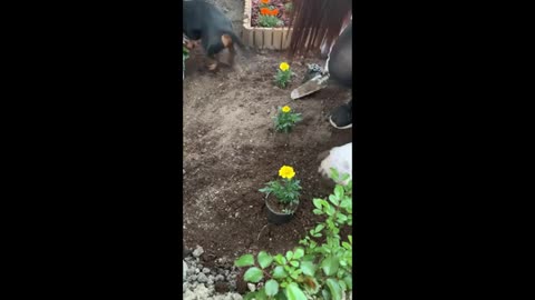 Dog Digs Holes to Help Owner Plant Flowers While Gardening