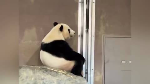 Those strange sitting postures of pandas