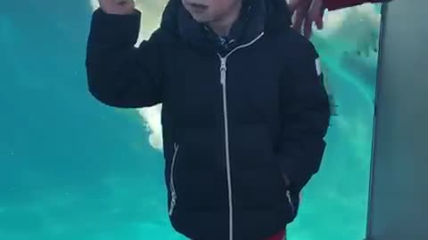 Polar Bear Plays By Boy in the Pool