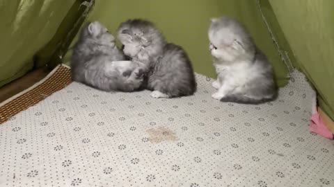 Cute three kittens are playing