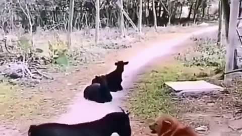 Dog vs Goat. Hilarious Fight. Do not try to laugh. 🤣🤣🤣