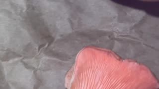 Easy mushroom spore print pink oyster mushrooms