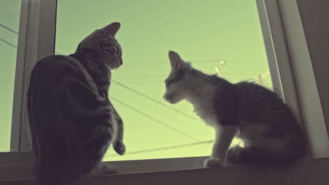 Beautiful cats