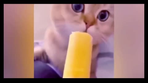 FUNNY ANIMALS - Try not to laugh - Part - 4