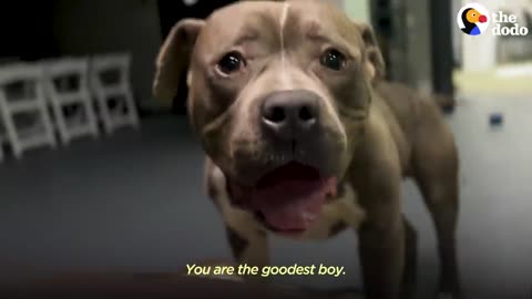 Shelter_Pittie_Saved_Just_In_Time_Melts_Into_His_Rescuer_s_Arms___The_Dodo