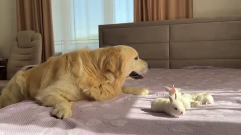 Golden Retriever Meets Tiny Bunnies for the First Time